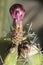 Macro of of the flower of a Stenocereus pruinosus cactus