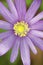 Macro flower. Stunning purple leaves and yellow stigma. hertfordshire, england