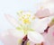 Macro of a flowering almond tree flower