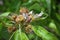Macro Flowering branch of budding pears. Blooming spring cottage garden. Flowers pear close-up wilting. Blurred background. Pear b
