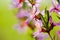 Macro of flowers of almond tree