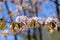 Macro flowers blooming cherry