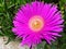 Macro of flowers Carpobrotus edulis