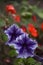 Macro flowers, petunia macro and boke flowers, flower in the side, purple petunia postcard, petunia flowers purple photoboys