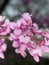 Macro - flowers - purple tree