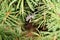 Macro of fluffy Caucasian and gray-white bee Amegilla albigena i