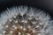 Macro of a fluffy common dandelion