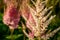 Macro fluffy panicles of white Astilbe Japonica or false spirea in the rays of golden evening sun on blurred pink