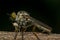 Macro of fly (Robber Fly, Asilidae, Predator) insect