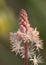 Macro of Foam Flower Cygnet Tiarella