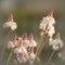 Macro of Foam Flower Cygnet Tiarella