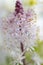 Macro of Foam Flower Cygnet Tiarella