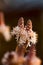 Macro of Foam Flower Cygnet Tiarella