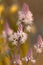 Macro of Foam Flower Cygnet Tiarella