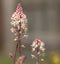 Macro of Foam Flower Cygnet Tiarella