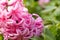 Macro focus of a pair type of pink springtime hyacinth.