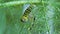 Macro footage of Caterpillar of Papilio Machaon swallowtail caterpillar feeding