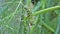 Macro footage of Caterpillar of Papilio Machaon swallowtail caterpillar feeding