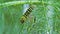Macro footage of Caterpillar of Papilio Machaon swallowtail caterpillar feeding