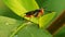 Macro footage Insects drink dew on the leaves