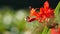 Macro footage in super slow motion of Northern bumblebee licking nectar from orange spring flower.