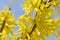 A macro from a forsythia flowers