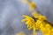 A macro from a forsythia flowers against blue sky