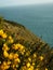 Macro foto of common gorse with see, ulex europeaus in Ireland cliff