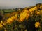 Macro foto of common gorse, ulex europeaus in Ireland