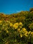 Macro foto of common gorse, ulex europeaus in Ireland