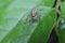 Macro foto of a cute jumping spider Salticidae with large black eyes and a brown with white body