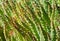 Macro fresh Aloe vera plants - green texture background patterns - nature  herbs plant concept