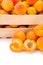 Macro of fresh apricots (Prunus armeniaca) in wooden crate