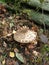Macro of fresh brown champignons mushrooms
