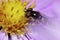 Macro front view caucasian yellow-black striped flies are hoverflies with a large head and antennae