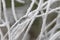 Macro frosted outdoors plants on the countryside in the morning on winter. Close up image frost on plants