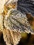 Macro of frosty leaf in morning light