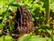 Macro of fruit body of morchella, the true morels, edible mushrooms with honeycomb appearance growing in mulched wood