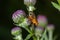 Macro of a fruit fly Xyphosia miliaria of the Tephritidae family on a budrock flower