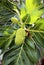 Macro fruit jackfruit