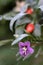 Macro on fthe flower of Lycium Barbarum, the Chinese Wolfberry, the Chinese Boxthorn, Himalayan Goji or Tibetan Goji.