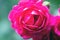 Macro of fuchsia rose flower in blossom