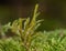 Macro of funaria sporophyte with brown stem,