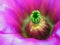 Macro of a Fuschia Prickly Pear Cactus Flower