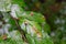 Macro of Galls or cecidia outgrow of Galls wasp eggs on the surface of Fagus leaves