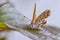 Macro of a geranium bronze butterfly cacyreus marshalli on a dahlia leaf