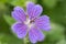 Macro of a Geranium renardii