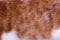 Macro of ginger cat`s hair