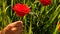 Macro Girl Hand Sticks Red Roses in Green Rice Field