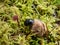 Macro of glossy earth boring dung-beetle - (Geotrupes stercorarius) crawling on the forest ground on a small